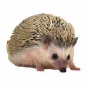 Hedgehog PNG Picture