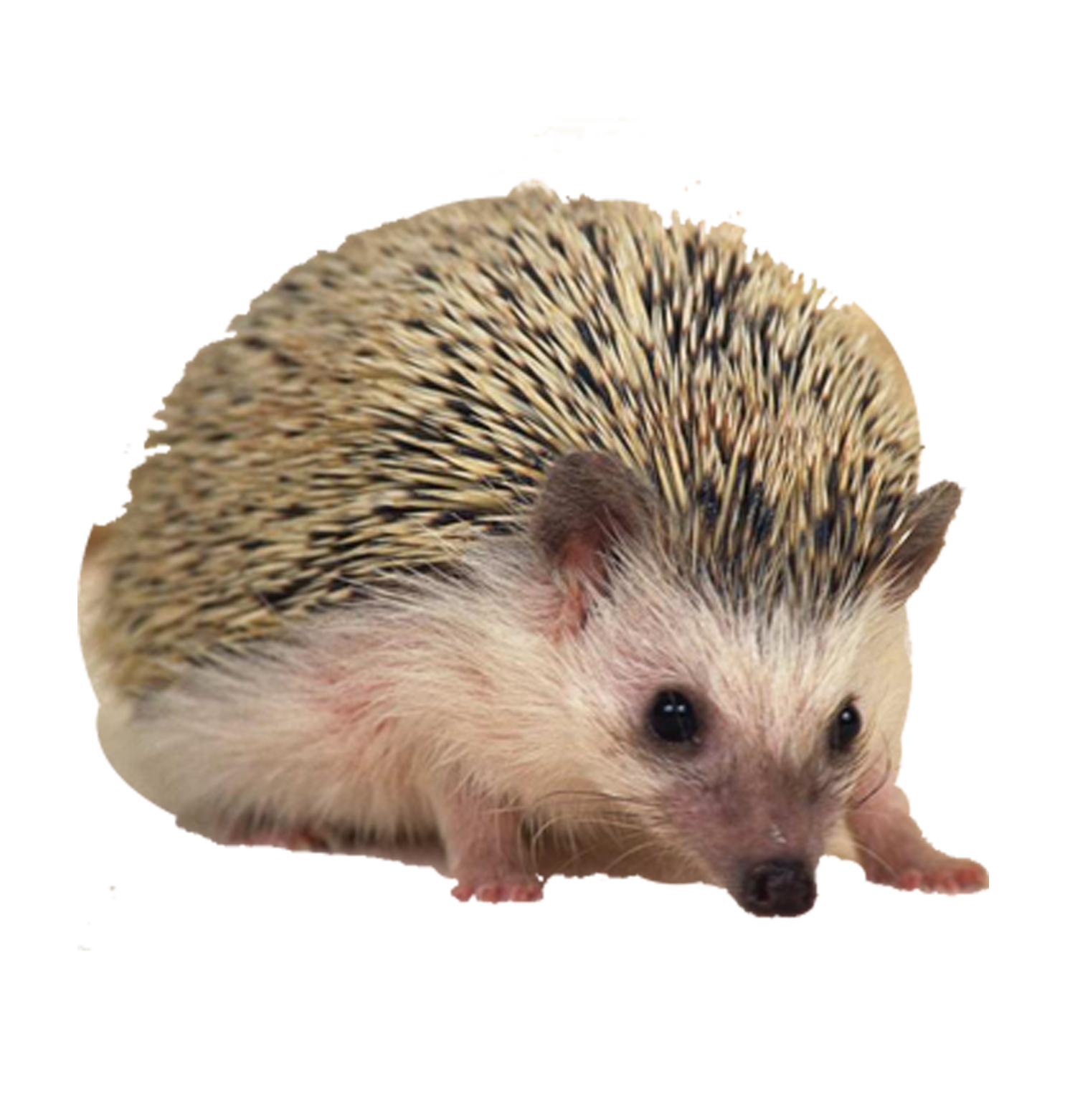 Hedgehog PNG Picture