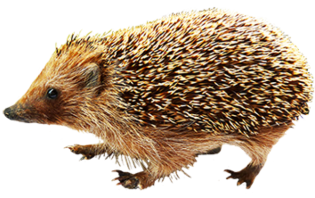 Hedgehog Transparent