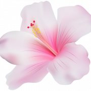 Hibiscus Background PNG
