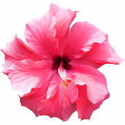 Hibiscus walang background