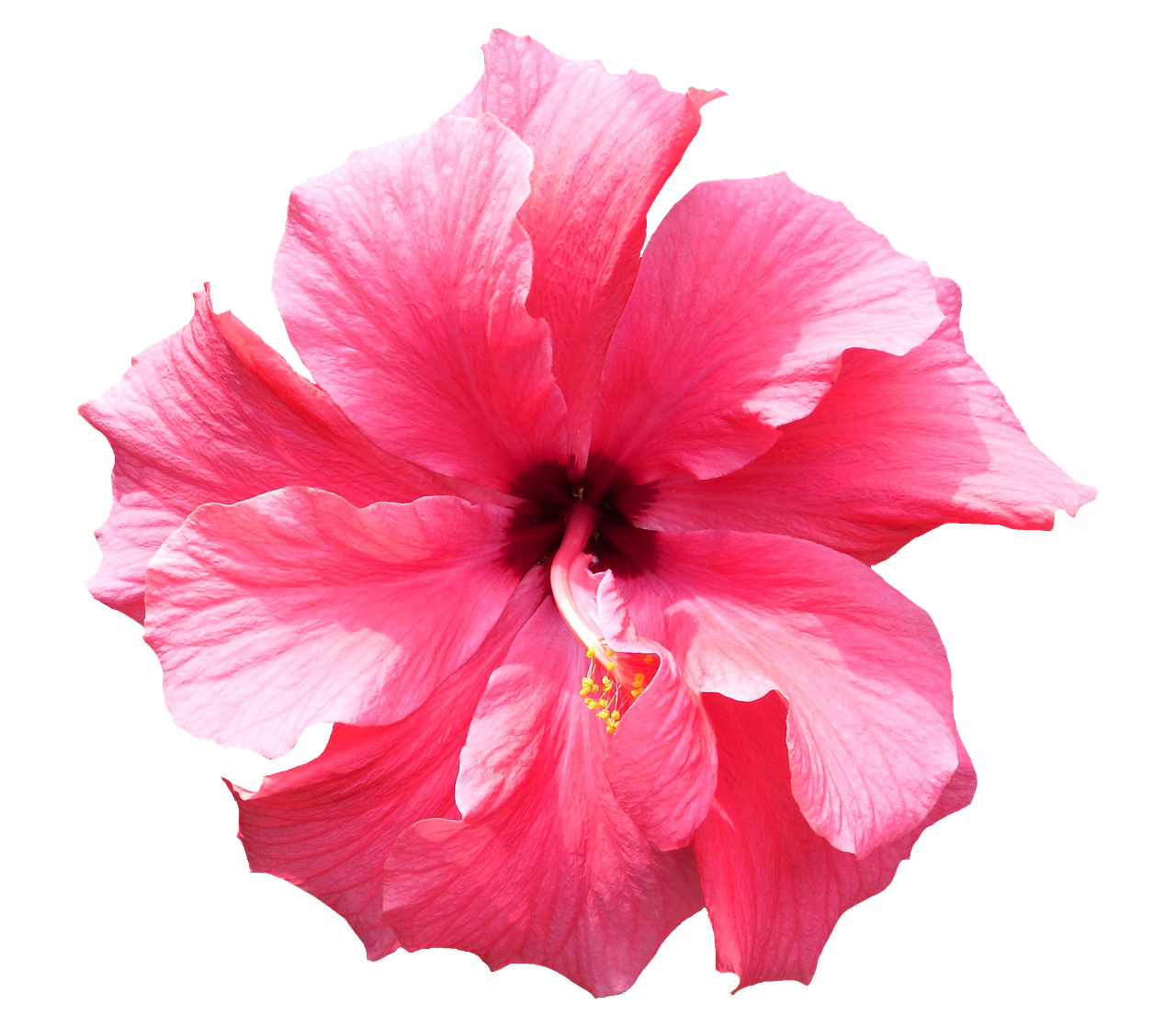 Hibiscus No Background - PNG All
