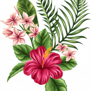 Hibiscus PNG -uitsparing