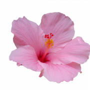 Fichier Hibiscus PNG