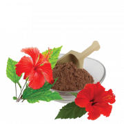 Hibiscus PNG Image