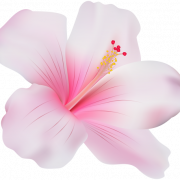 Hibiscus PNG Image File