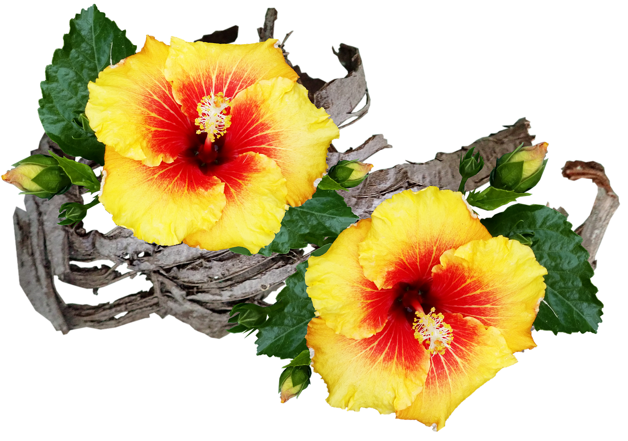 Hibiscus PNG Image HD