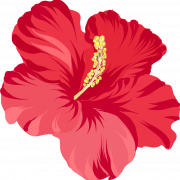 Hibiscus PNG Images HD