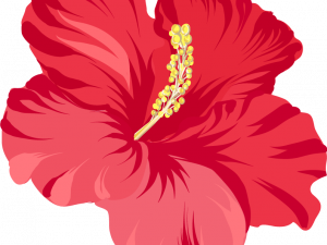 Hibiscus PNG Images HD