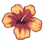 Hibiscus png larawan