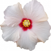 Hibiscus png fotoğrafları