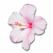 Hibiscus png foto