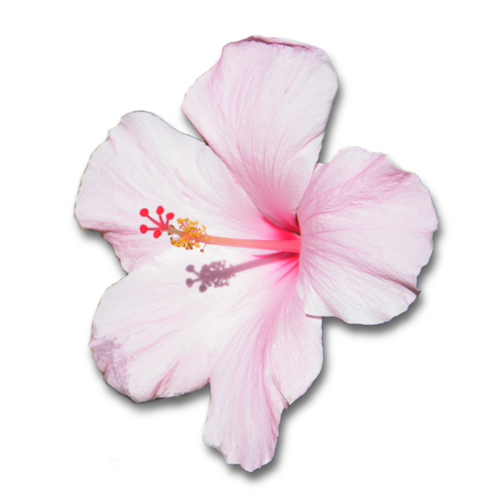 Hibiscus PNG Pic