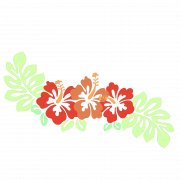 Hibiscus PNG Picture