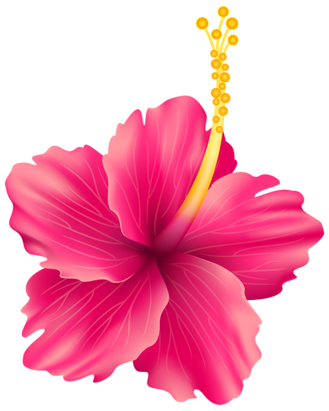 Hibiscus PNG