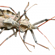 Kissing bug png clipart