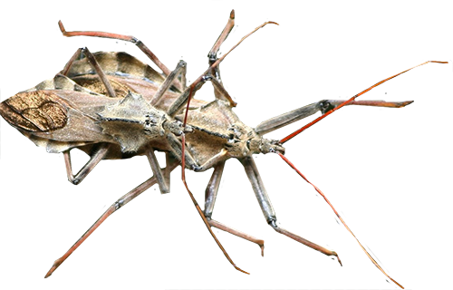 Kissing Bug PNG Clipart