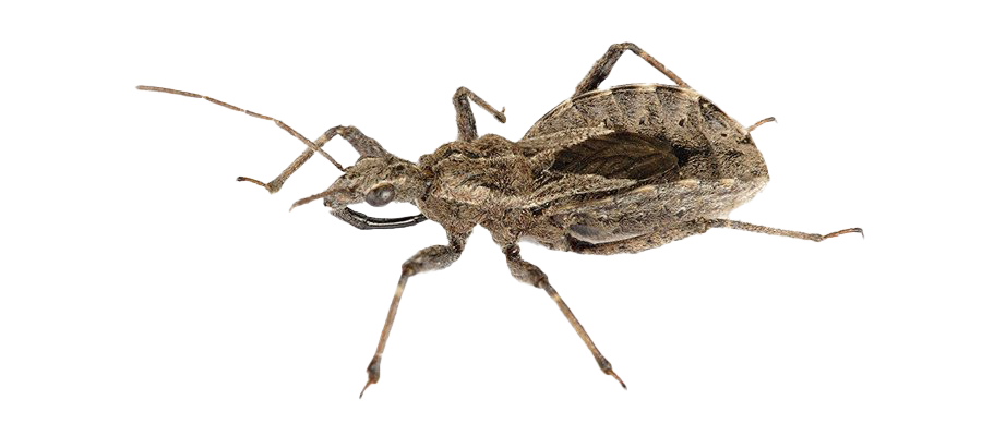 Kissing Bug PNG Images