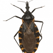 Kissing Bug PNG Picture