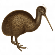 Kiwi oiseau PNG