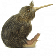 Kiwi Bird PNG découpe