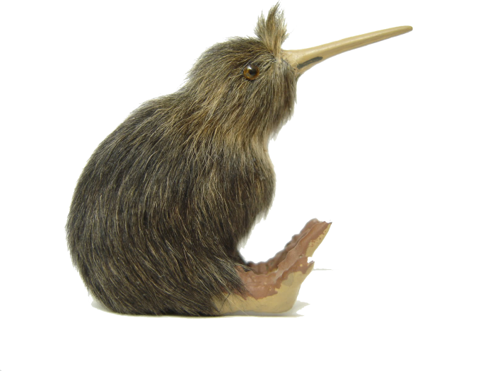 Kiwi Bird PNG Cutout