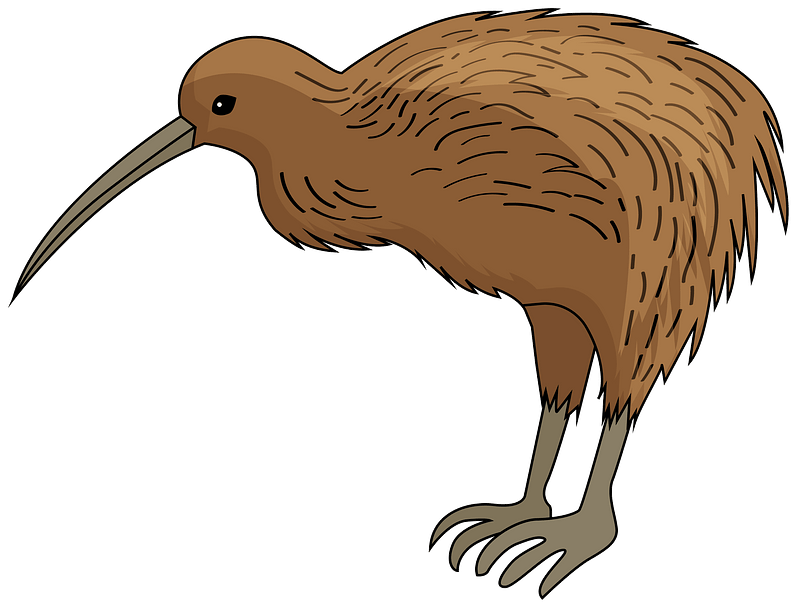 Kiwi Bird PNG File