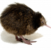 Kiwi Bird Png Image
