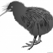 Kiwi Bird PNG -файл изображения