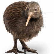 Kiwi pássaro png imagem hd