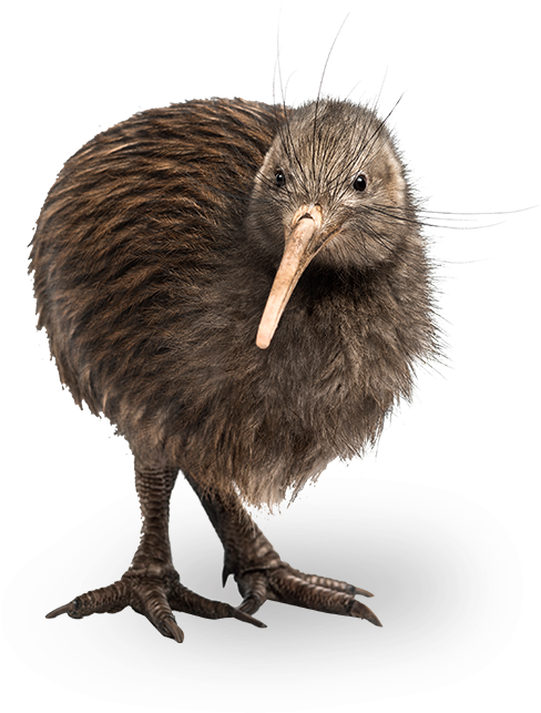 Kiwi Bird PNG Image HD