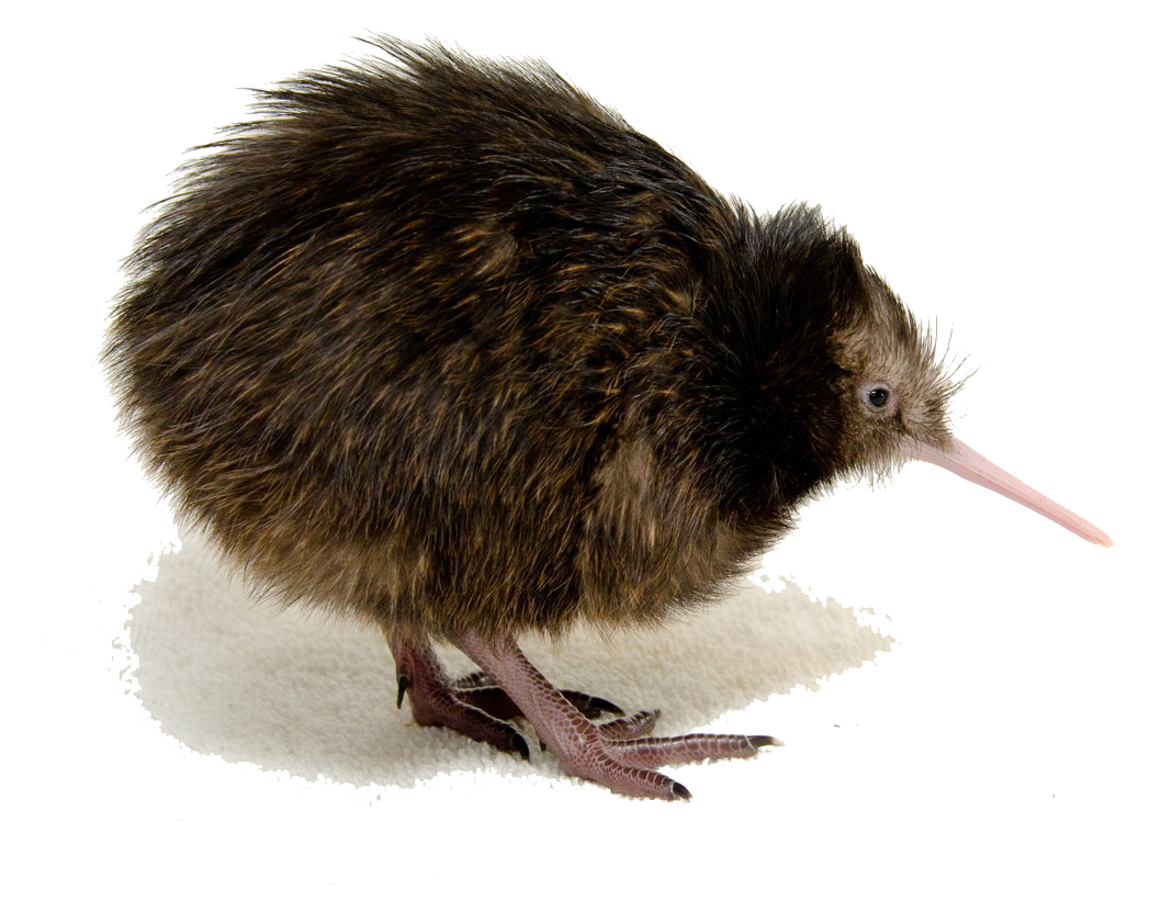 Kiwi Bird Png Immagine