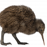 Imágenes PNG de Pájaro del kiwi