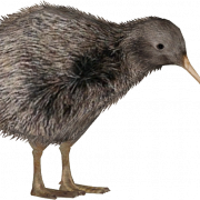 Imagens de png de pássaro kiwi hd
