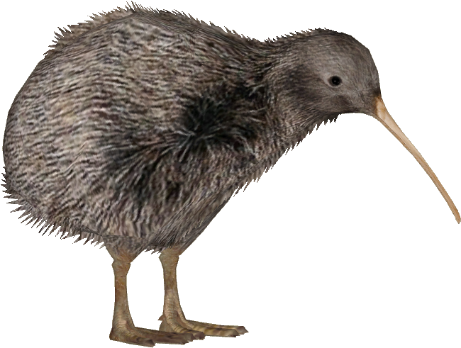 Kiwi Bird PNG Images HD