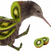 Foto de png de pájaro kiwi