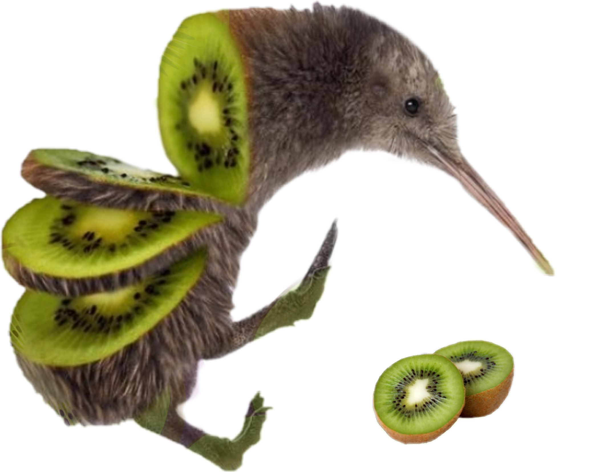 Kiwi Bird PNG Photo