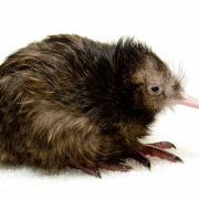 Kiwi Bird Png фото