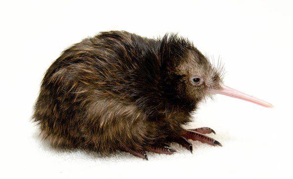 Fotos de png de Pájaro del kiwi