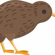 Kiwi Bird Png Bild