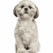 Puppy Background PNG