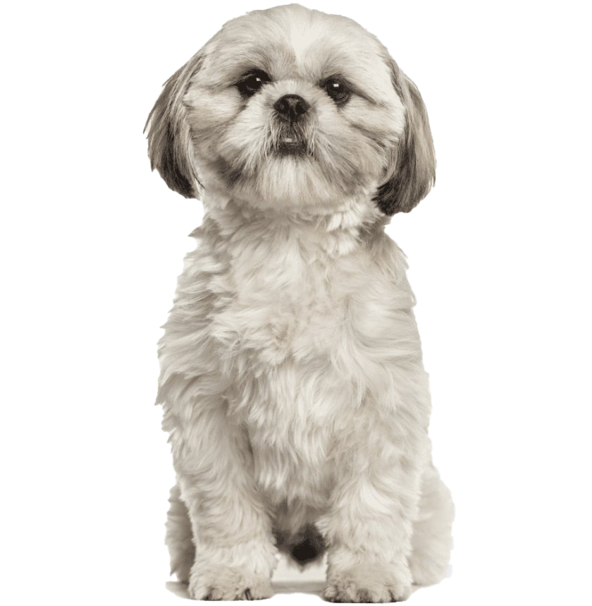 Puppy Background PNG
