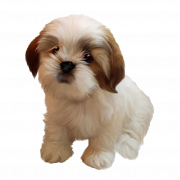Puppy PNG Free Image