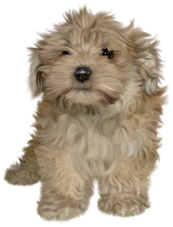 Puppy PNG HD Image