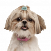 Puppy PNG Image File