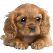 Puppy PNG Image HD