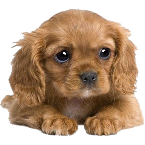 Puppy PNG Image HD