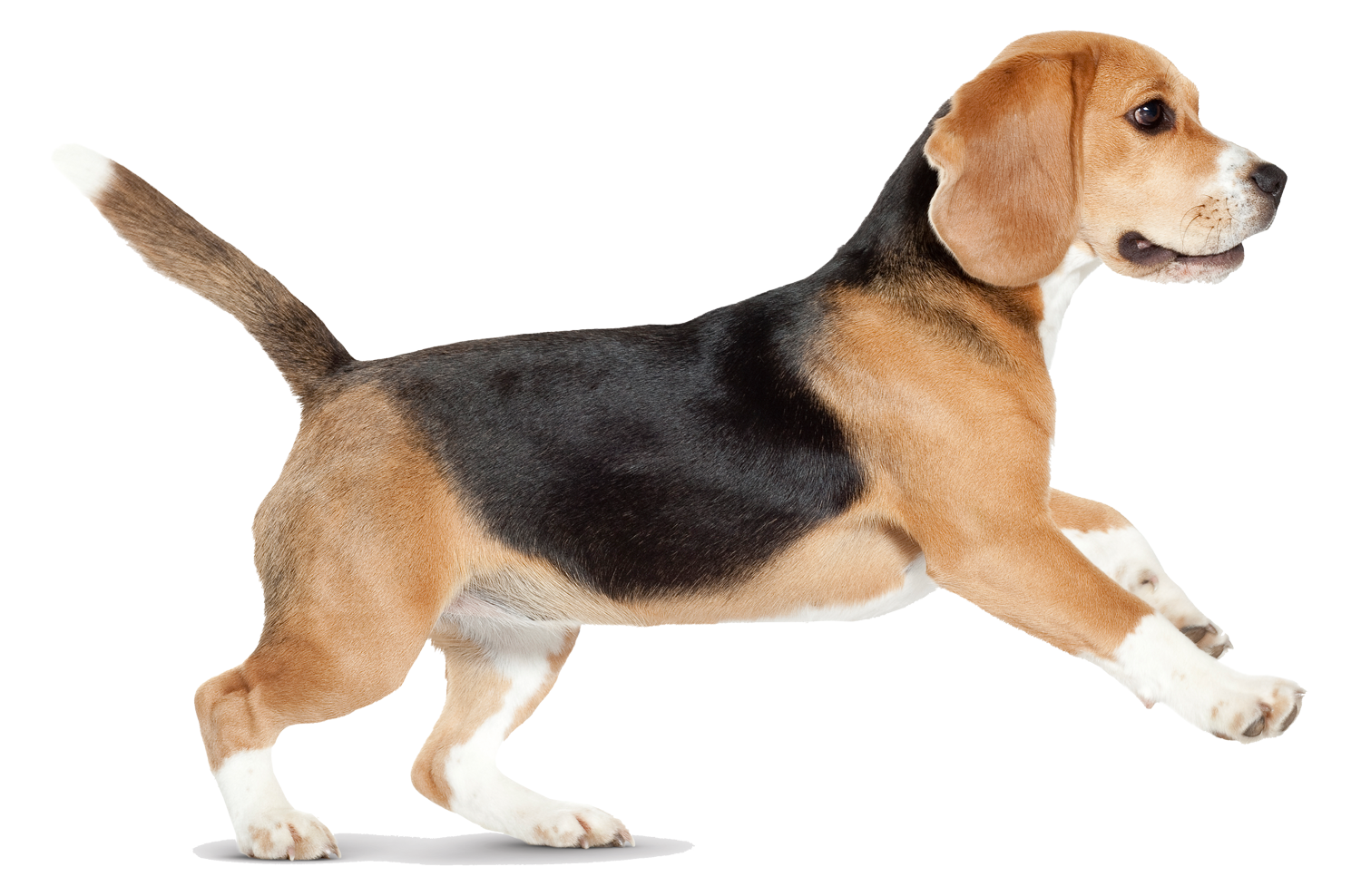 Puppy PNG Image