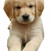 Puppy PNG Images