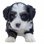 Puppy PNG Images HD